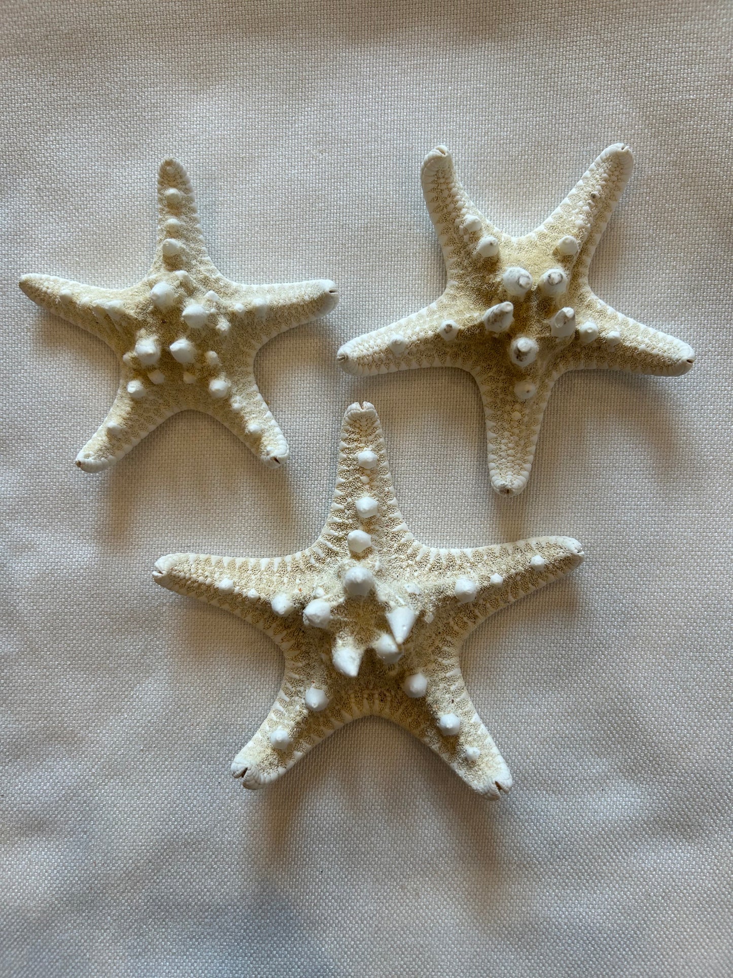 Seestern Rhino (Weiß)