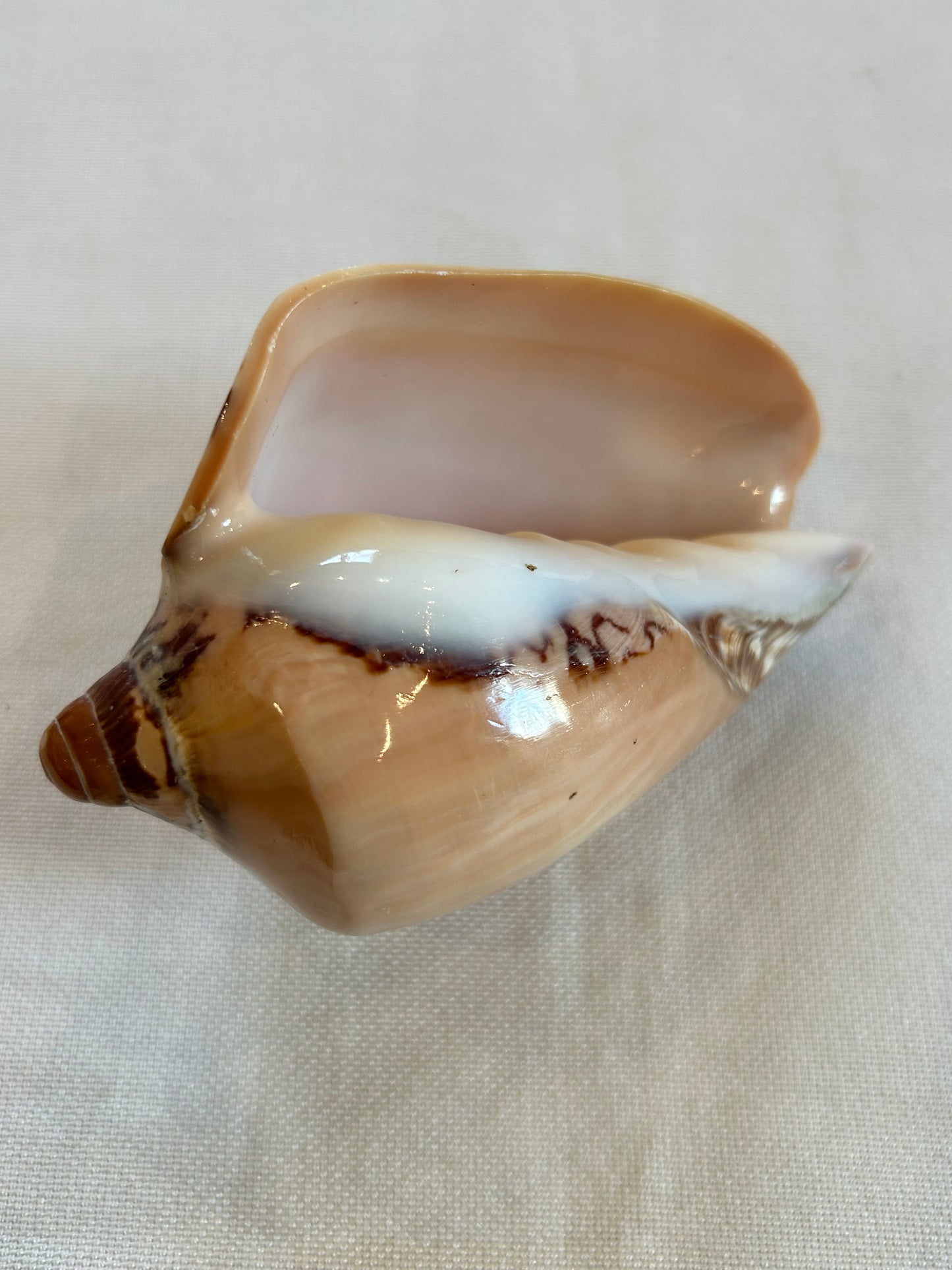 Voluta