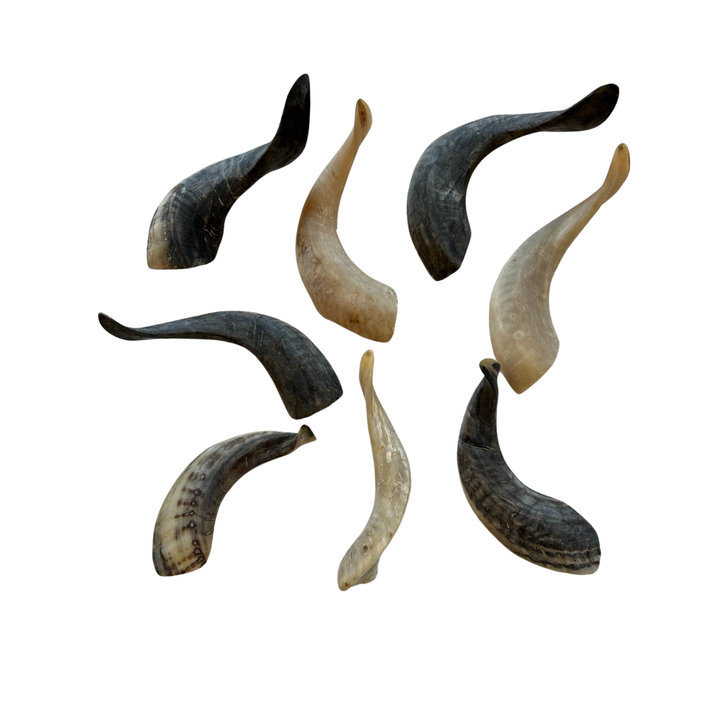 Schafshörner poliert