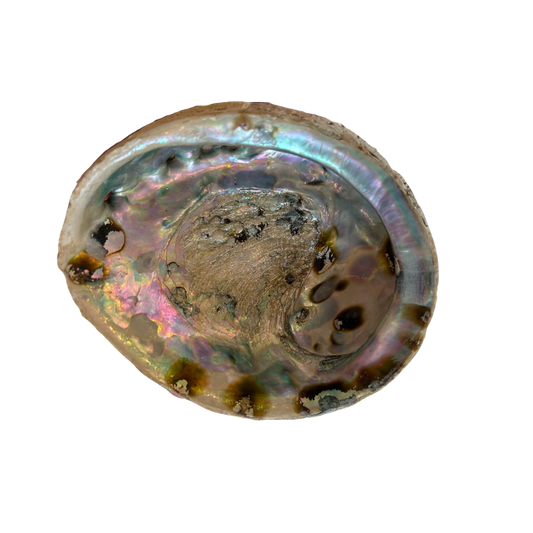 Abalone M