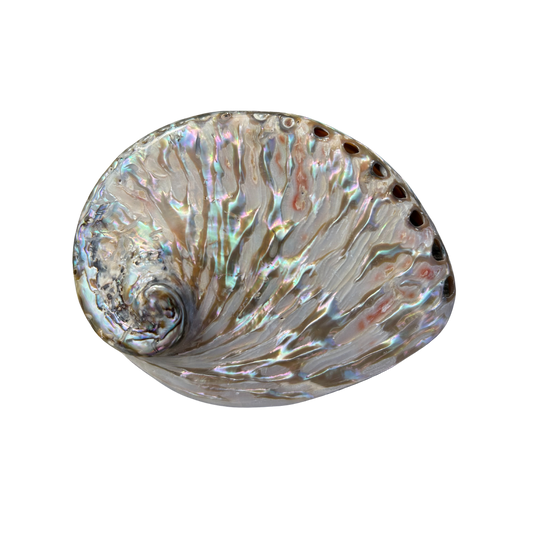 Abalone poliert