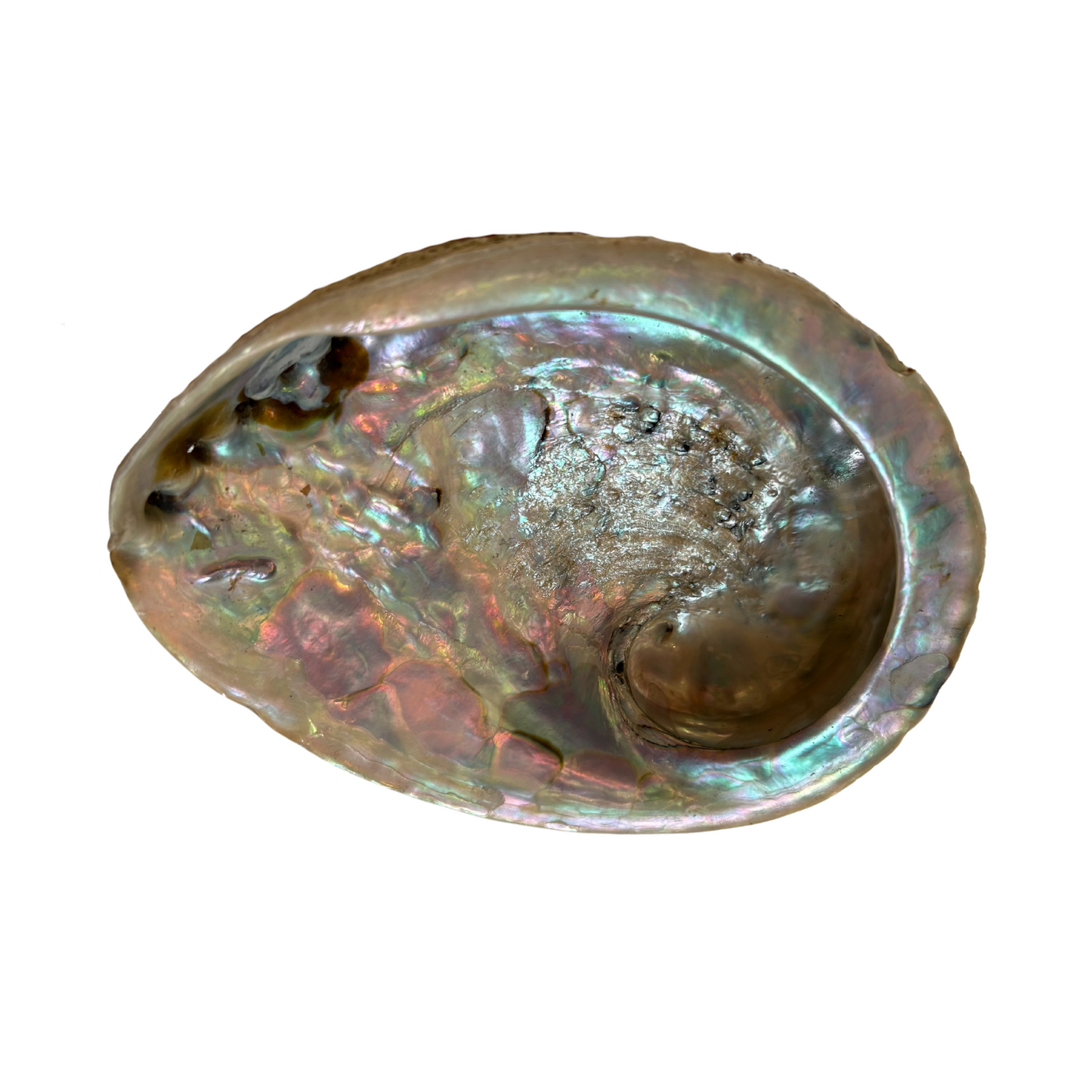 Abalone XL