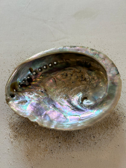 Abalone XL