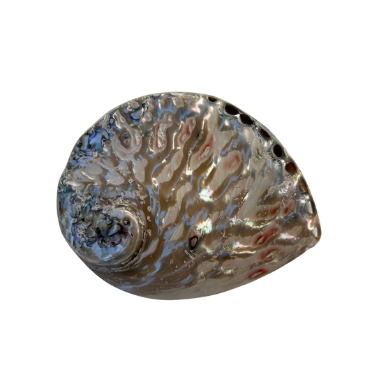 Abalone poliert XL