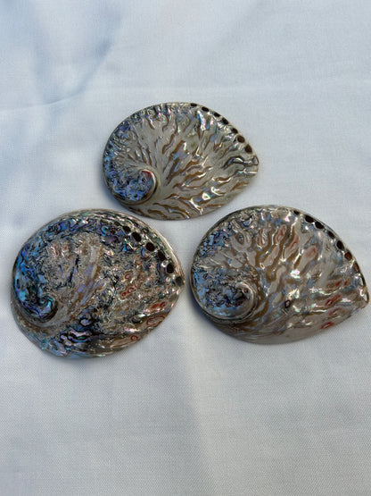 Abalone poliert XL