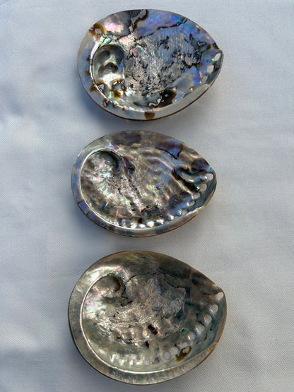 Abalone poliert XL