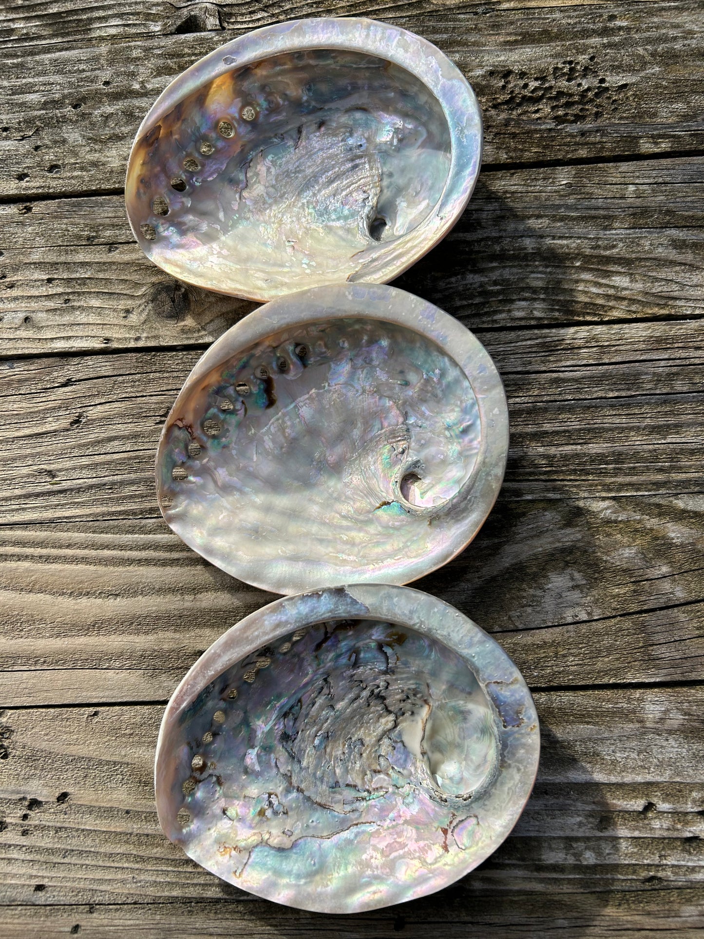 Abalone poliert