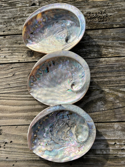 Abalone poliert