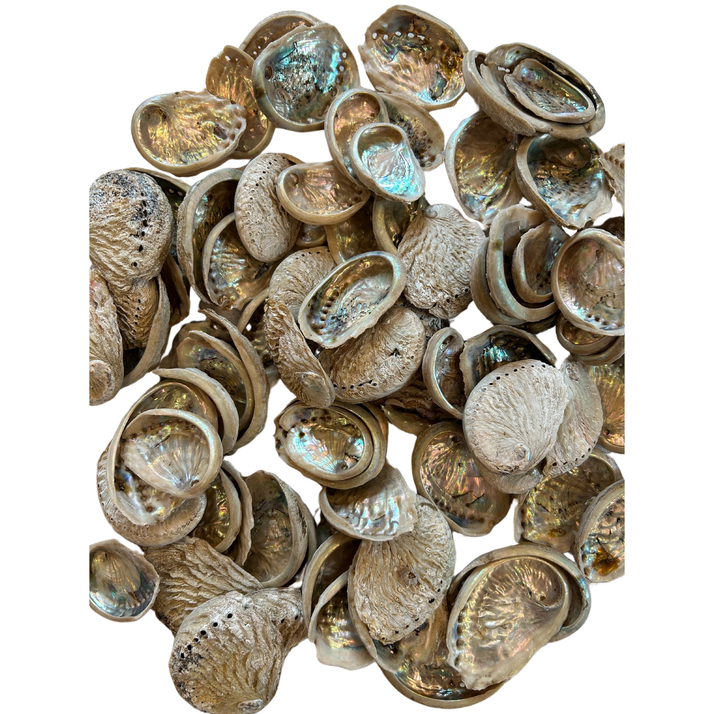 Baby Abalone