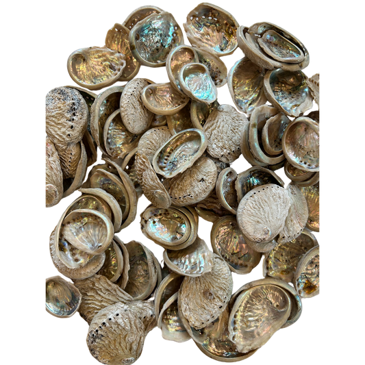 Baby Abalone