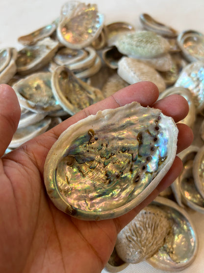 Baby Abalone