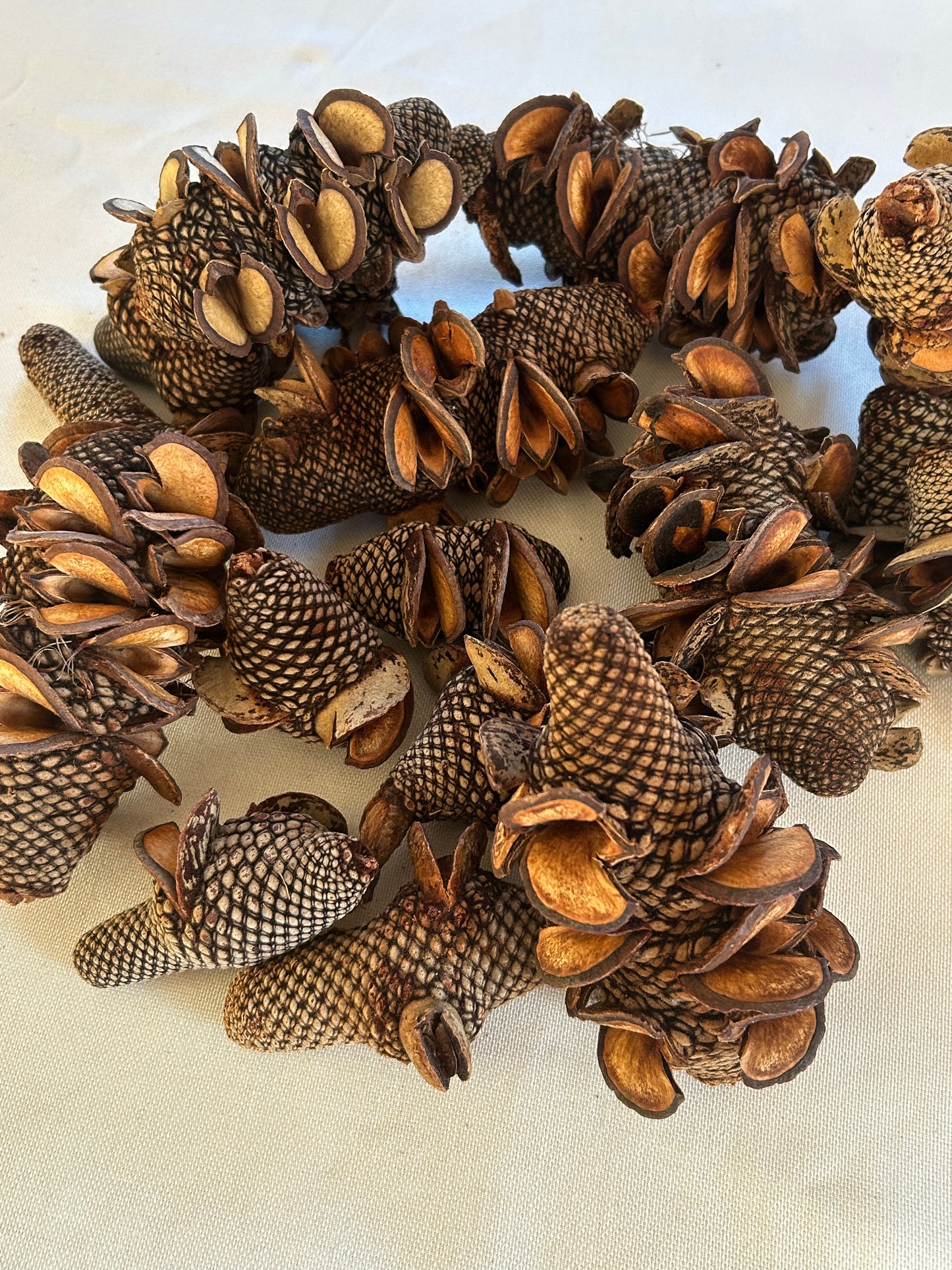 Banksia Firewood