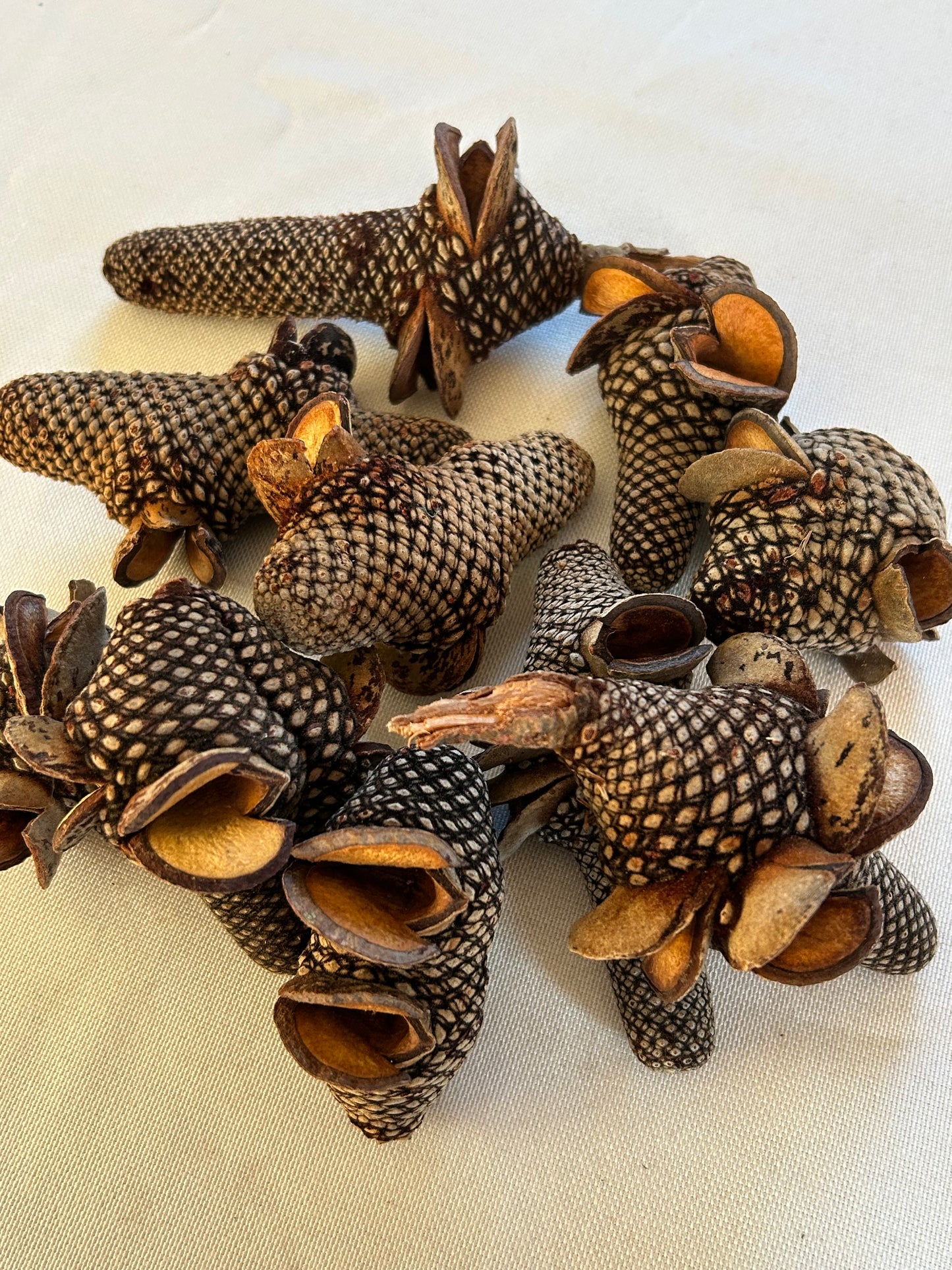 Banksia Firewood