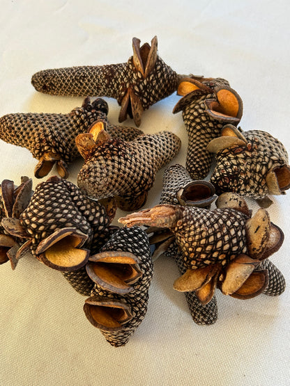 Banksia Firewood