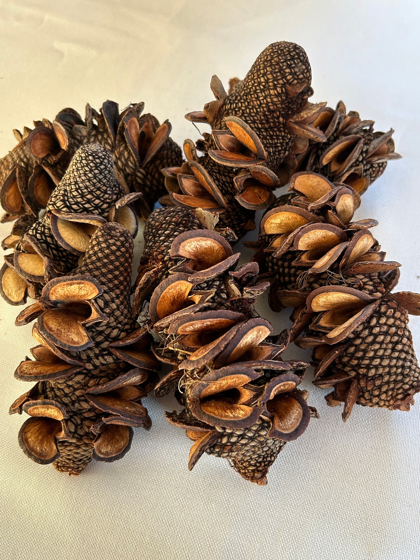 Banksia Firewood