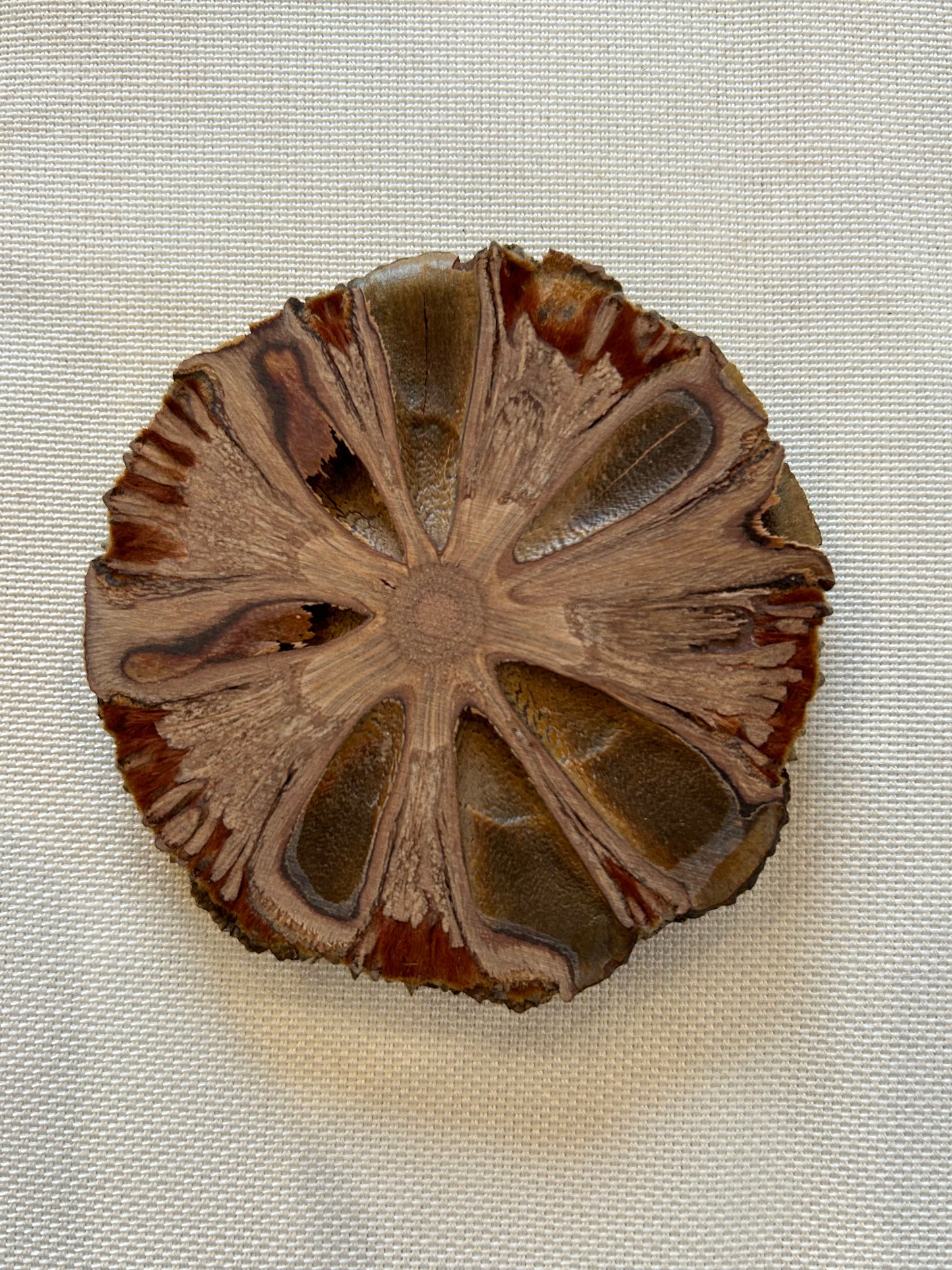 Banksia Grandis Scheiben