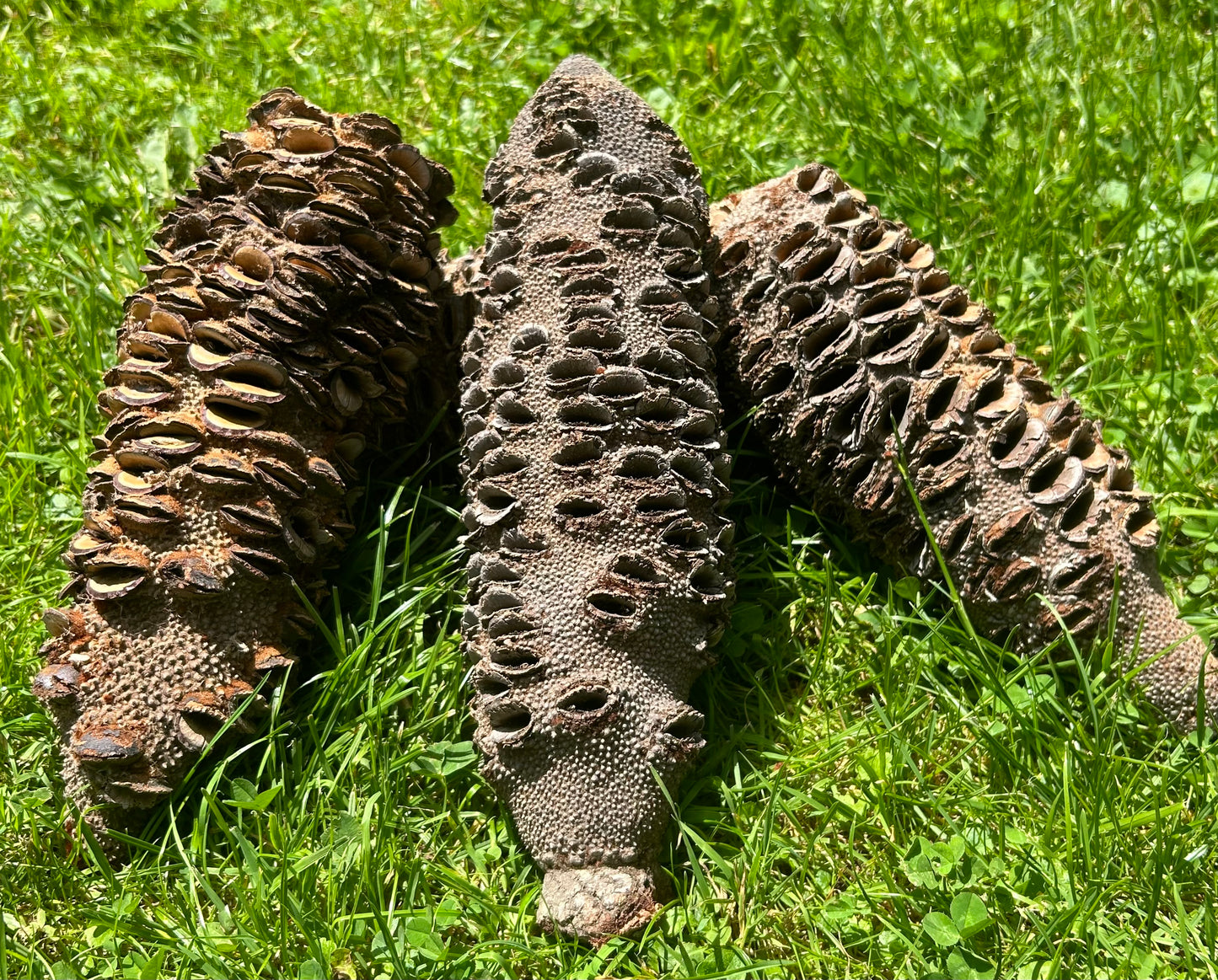 Banksia Grandis XXL