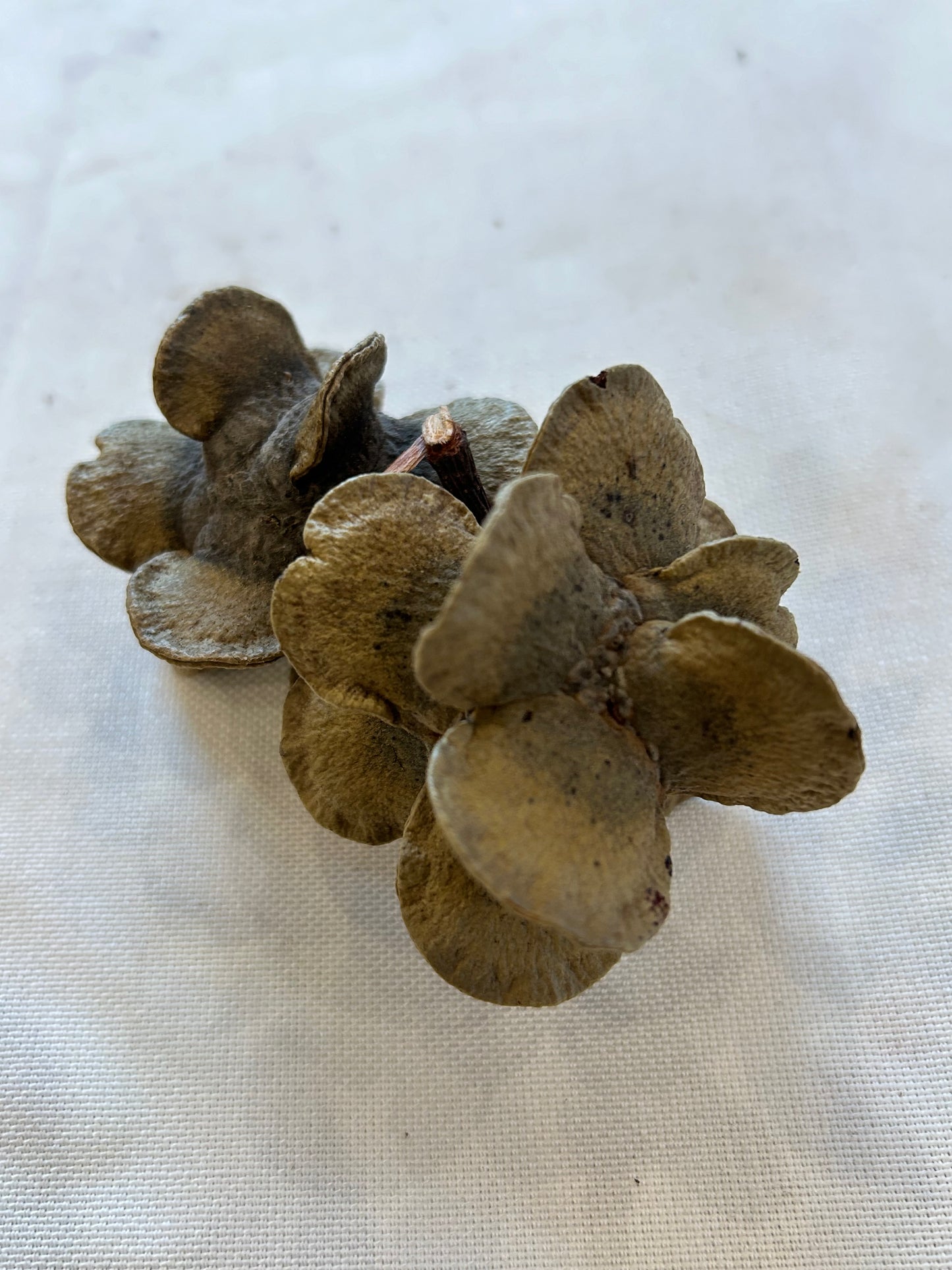 Banksia Laricina