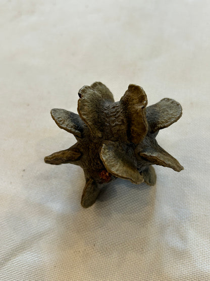 Banksia Laricina
