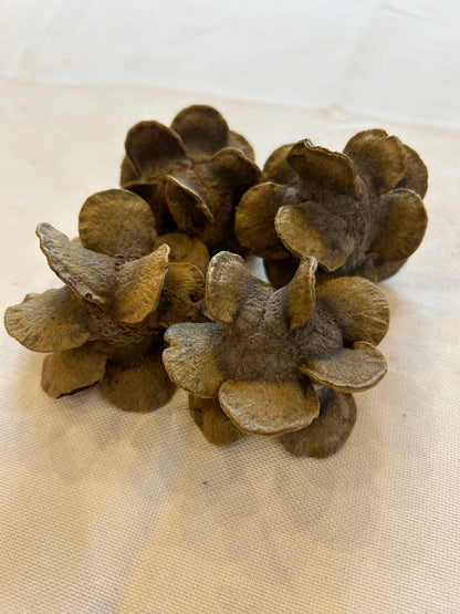 Banksia Laricina