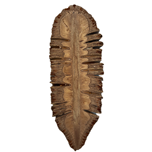 Banksia Grandis Querschnitt