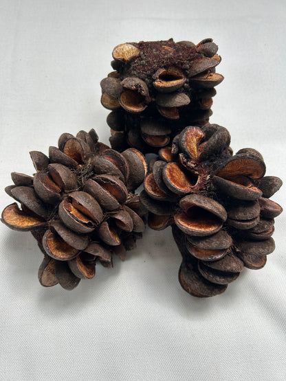Banksia Speciosa