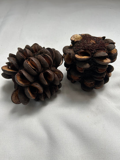 Banksia Speciosa