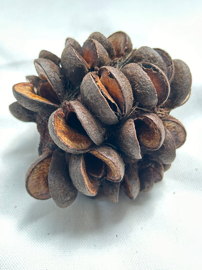 Banksia Speciosa