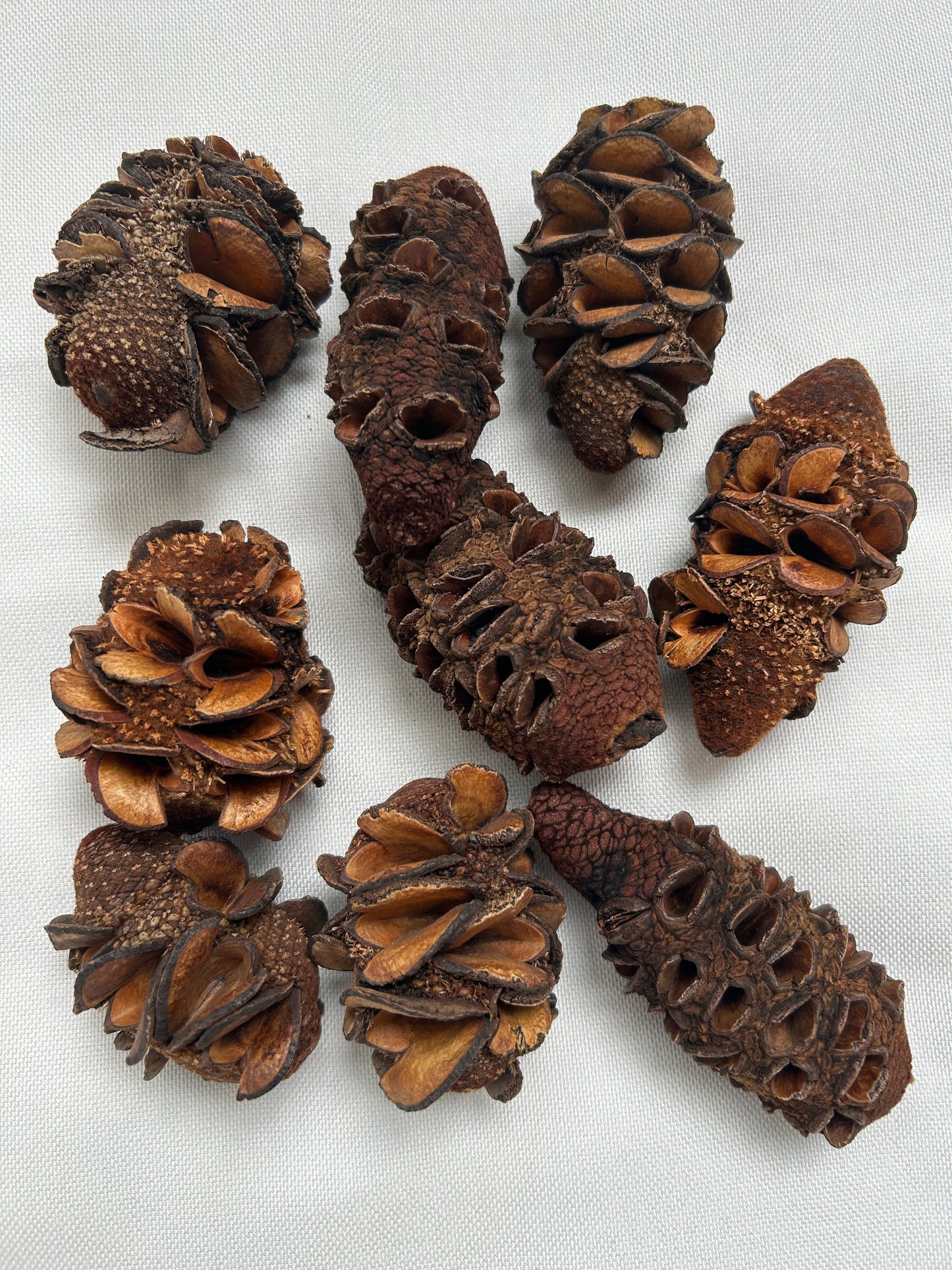 Banksia Hookerana