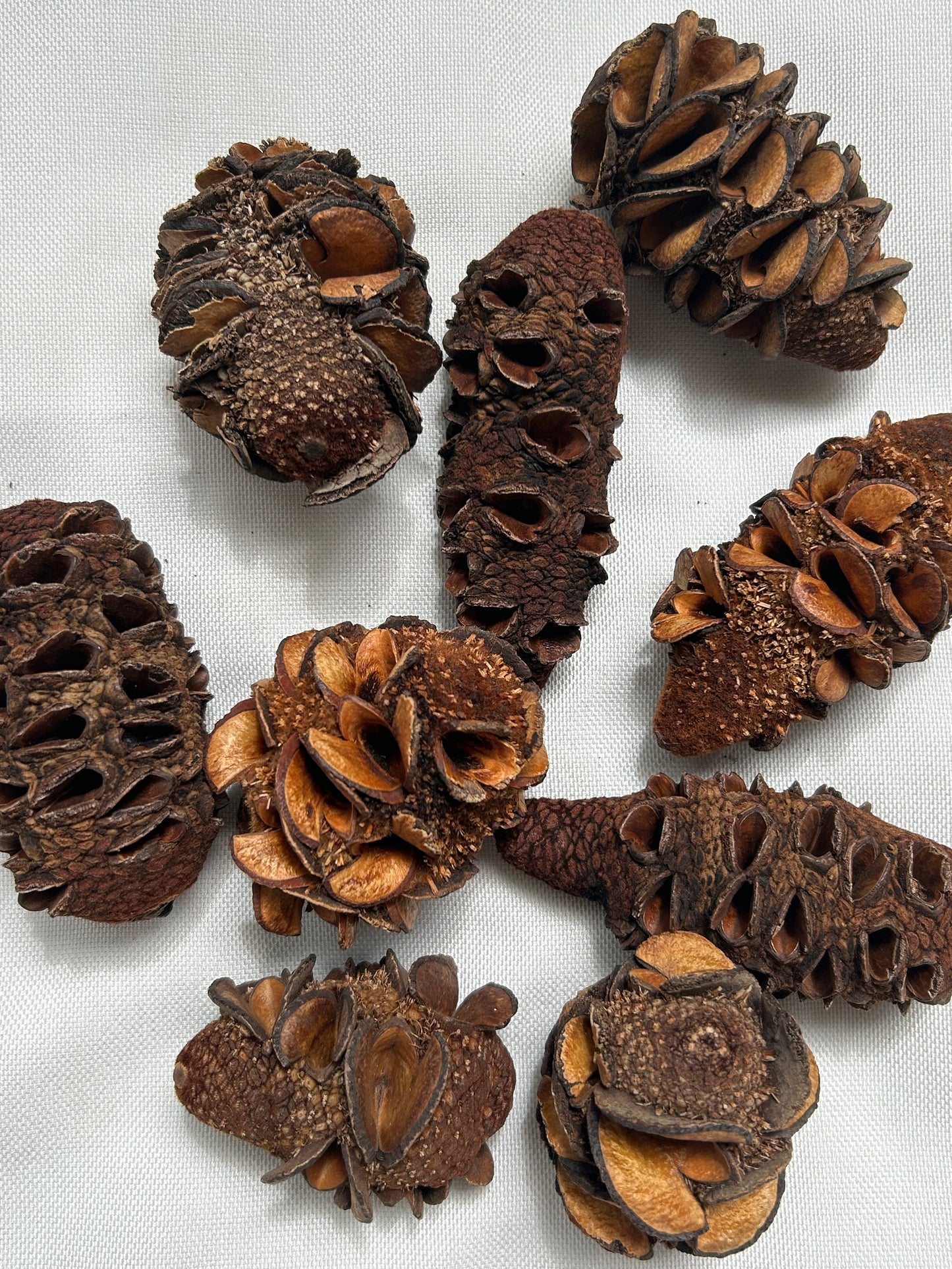 Banksia Hookerana