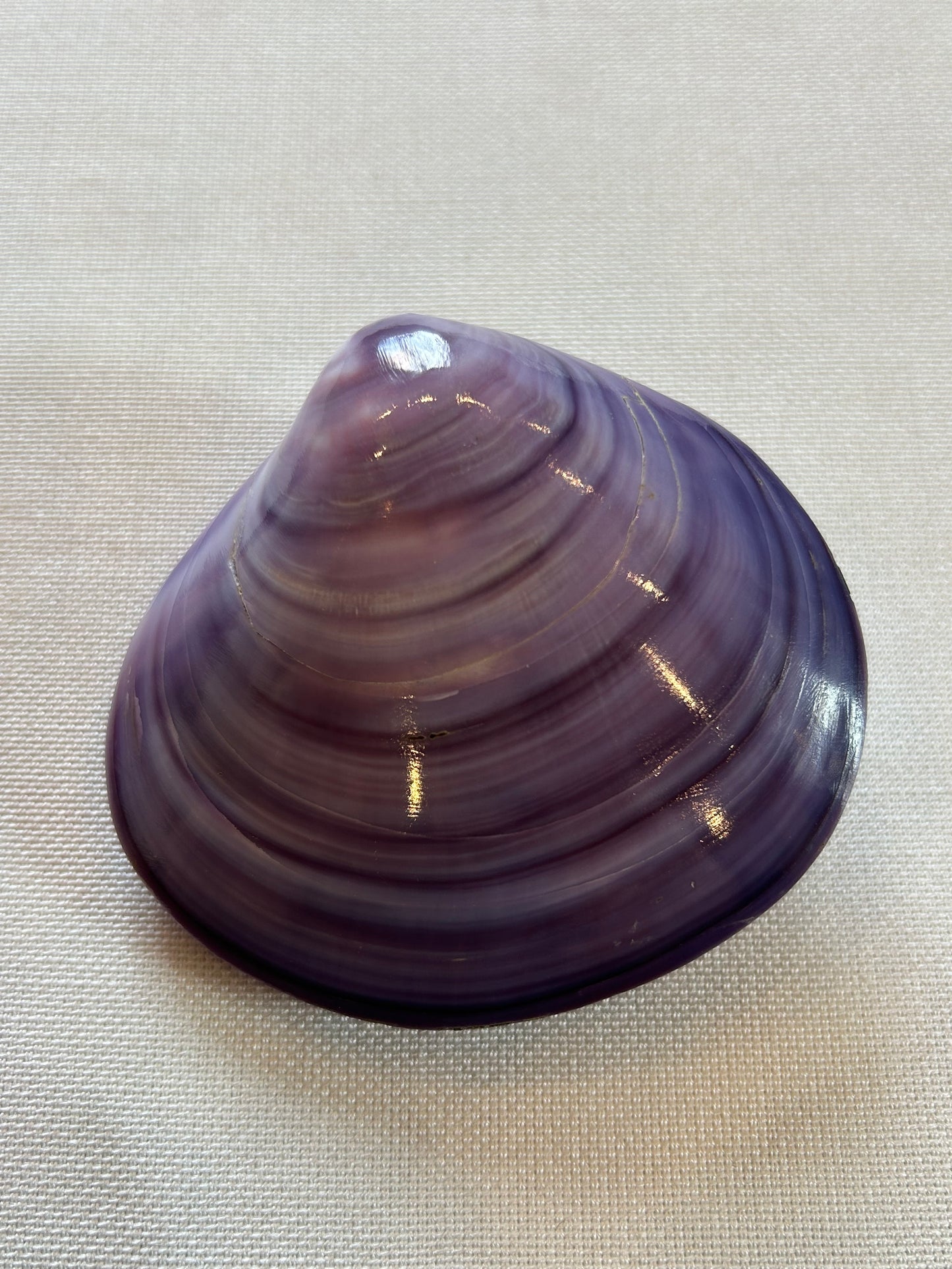 Codakia Lila