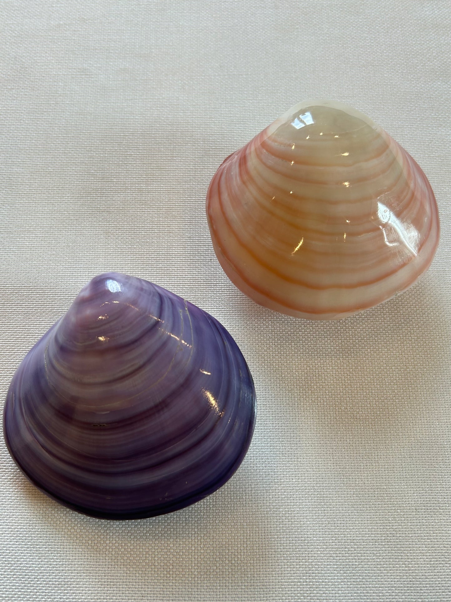 Codakia Lila