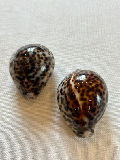 Tigermuschel