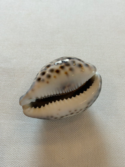 Tigermuschel