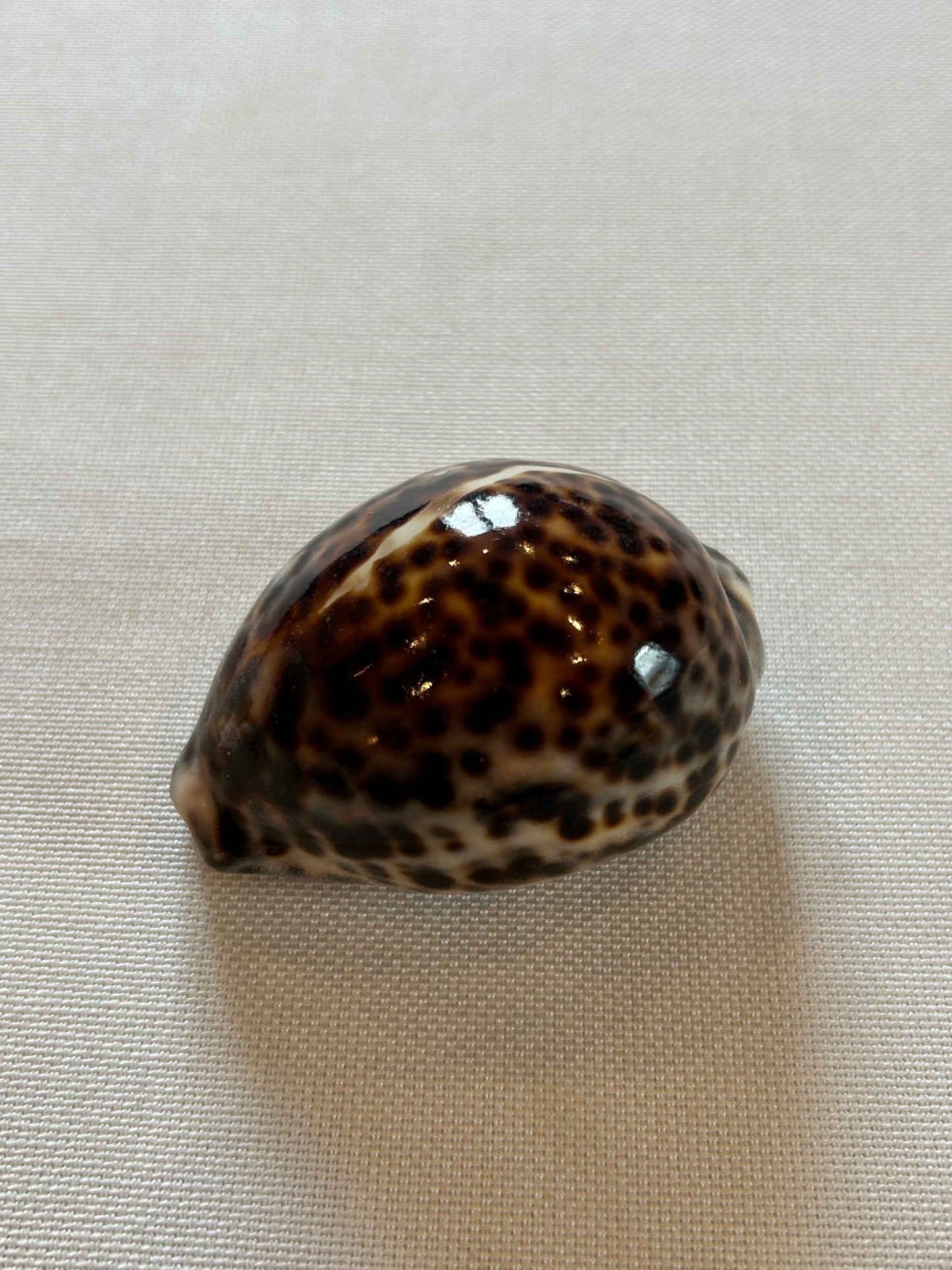 Tigermuschel