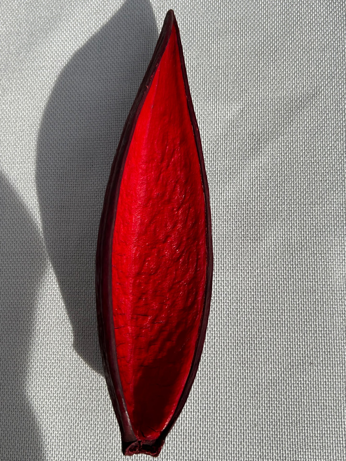 Dauschote rot