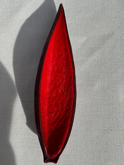 Dauschote rot