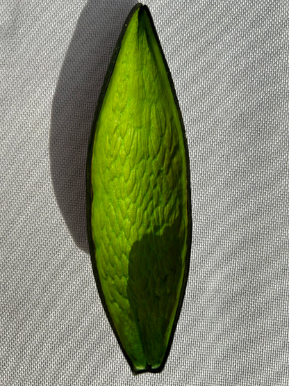 Dauschote grün