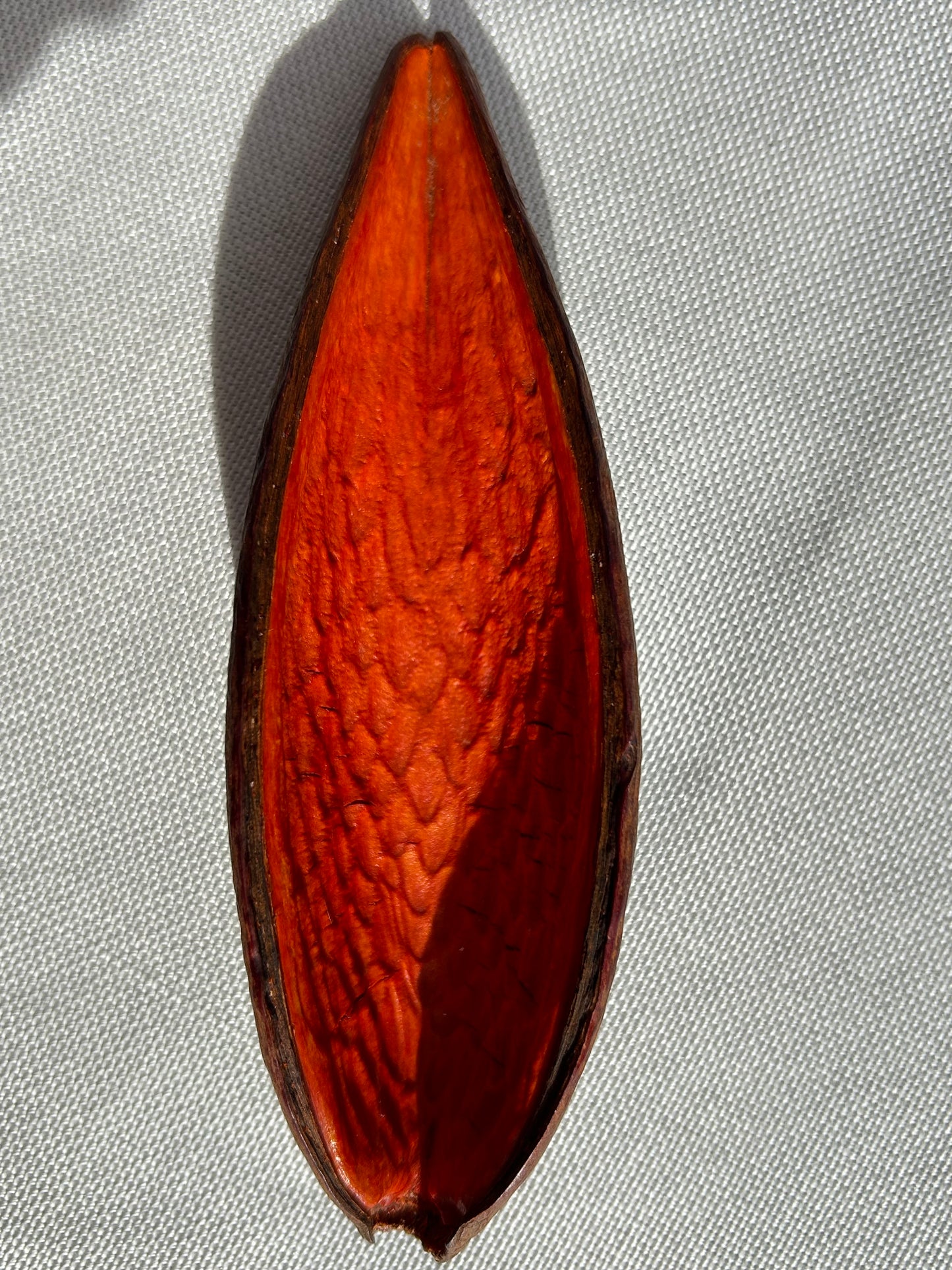 Dauschote orange