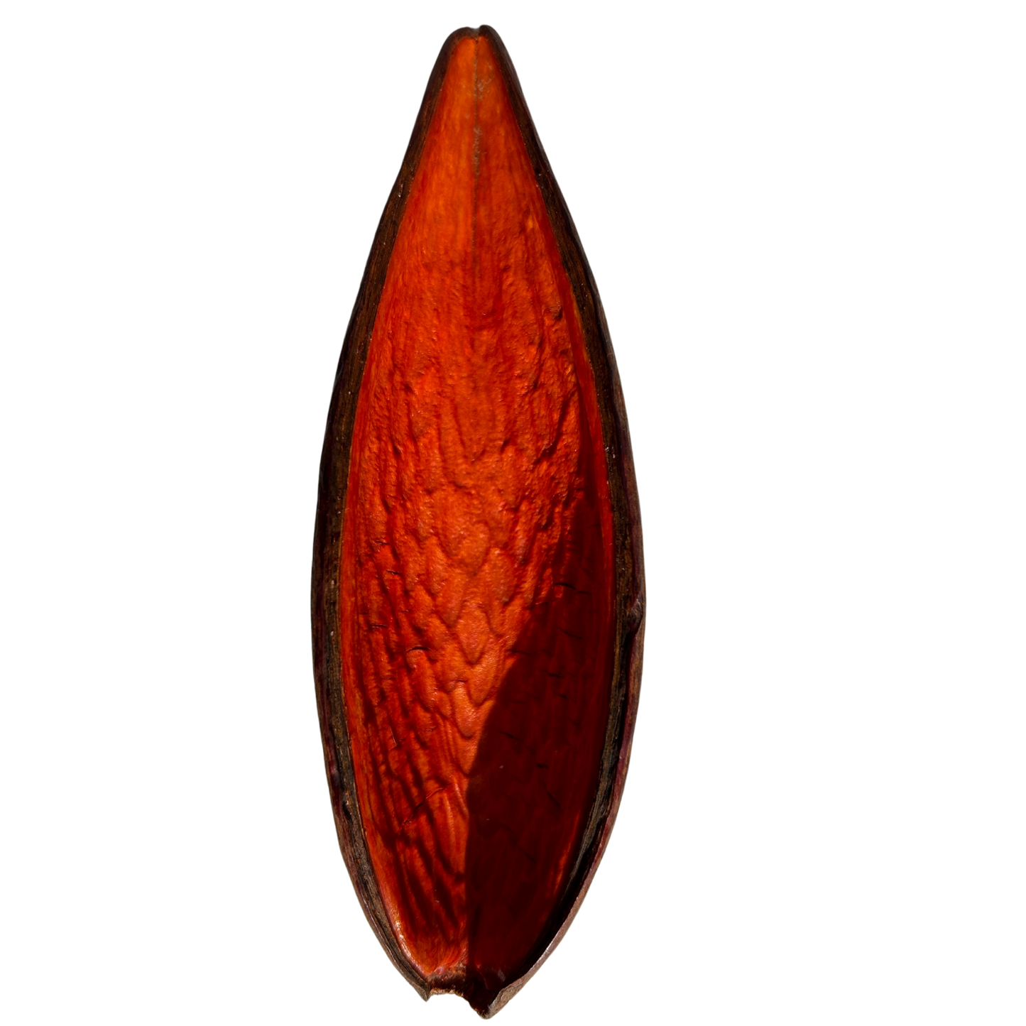 Dauschote orange