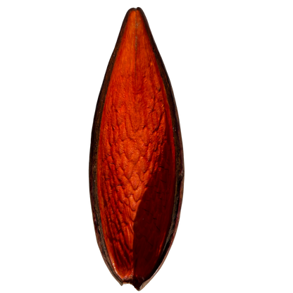 Dauschote orange