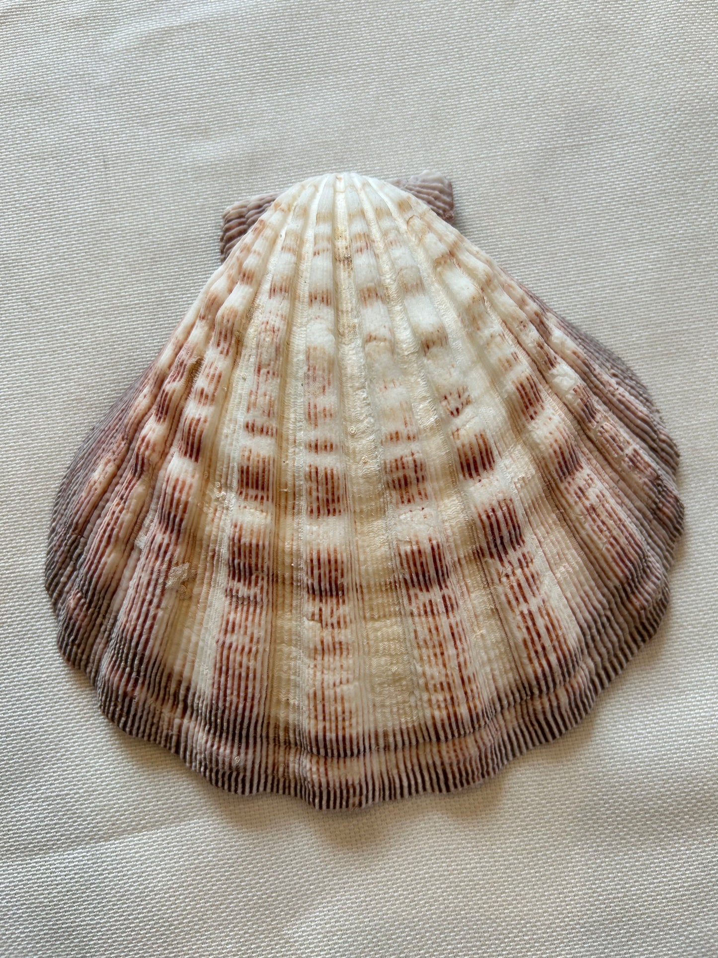 Jakobsmuschel
