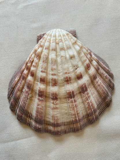 Jakobsmuschel