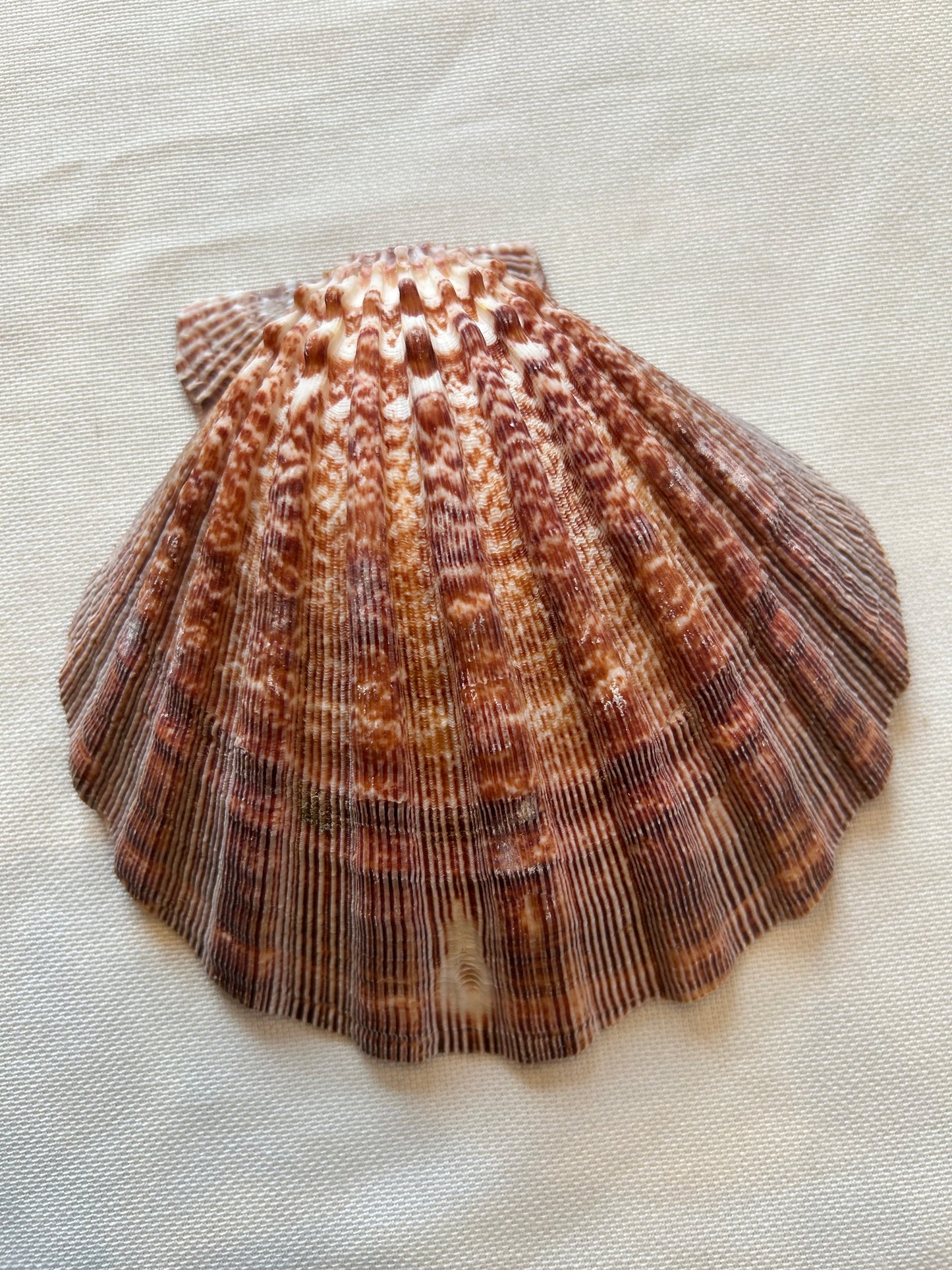 Jakobsmuschel