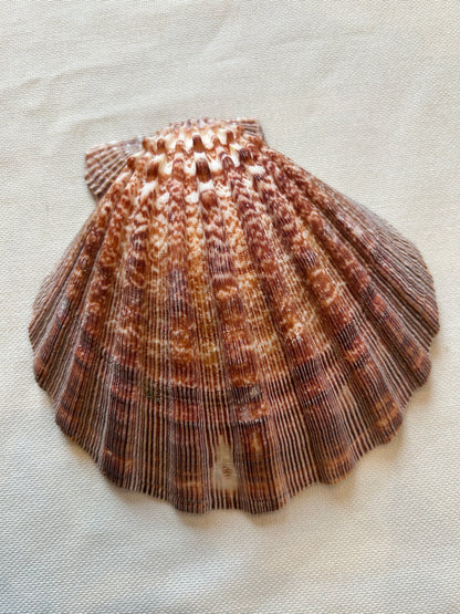 Jakobsmuschel