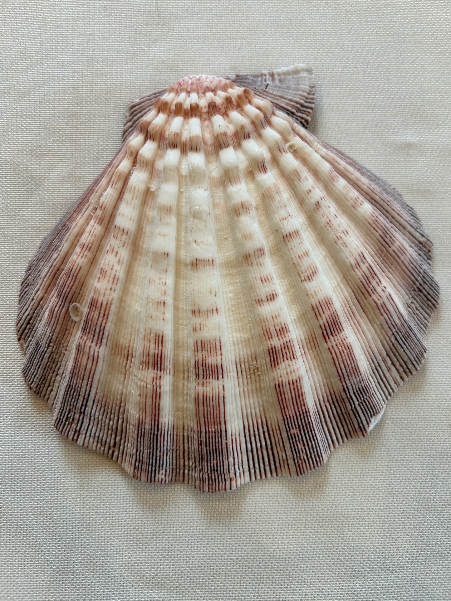 Jakobsmuschel