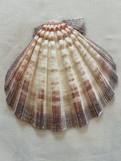 Jakobsmuschel