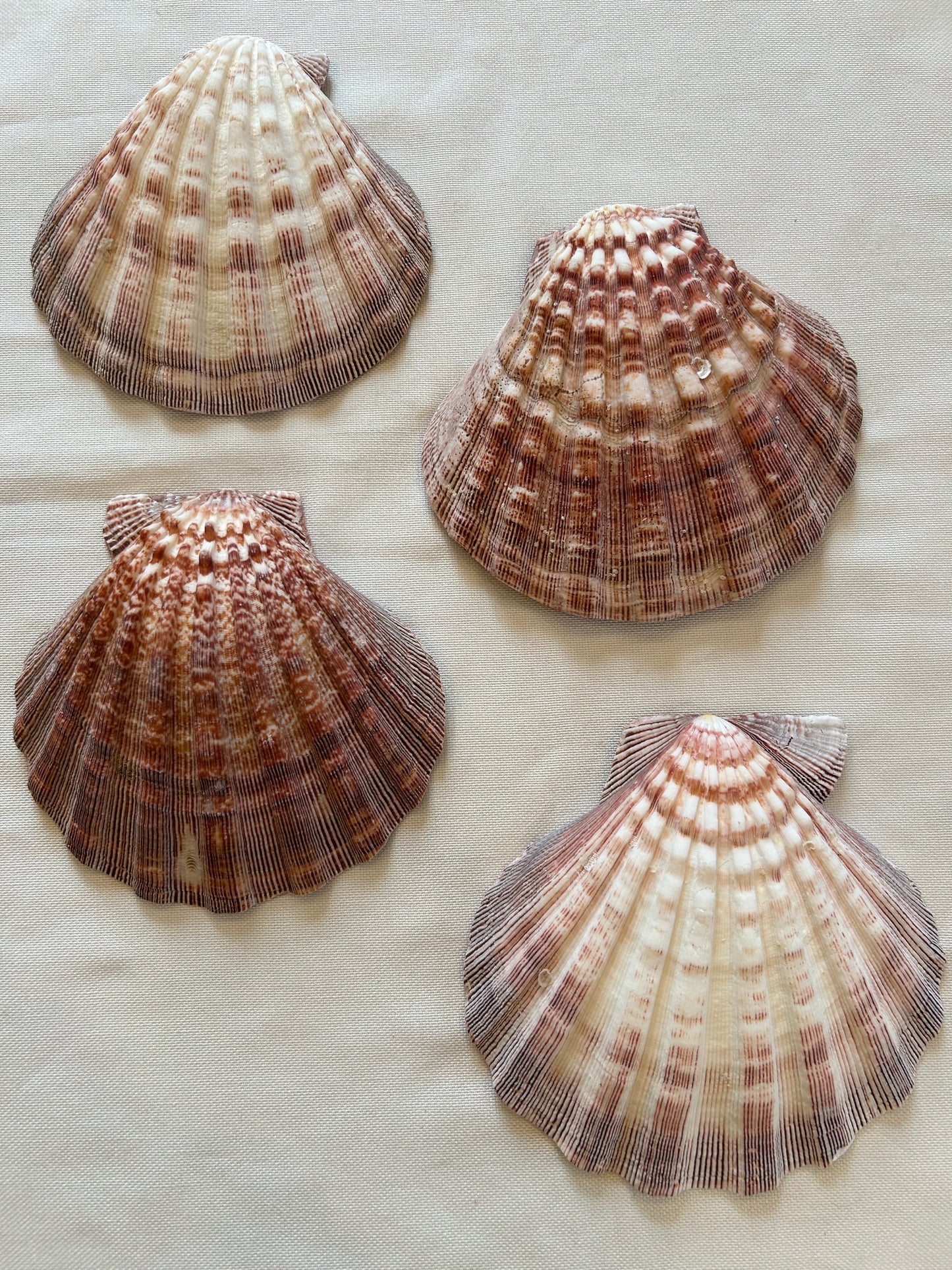 Jakobsmuschel