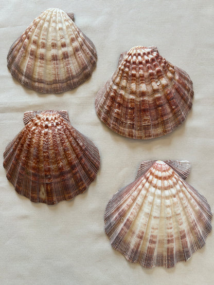 Jakobsmuschel