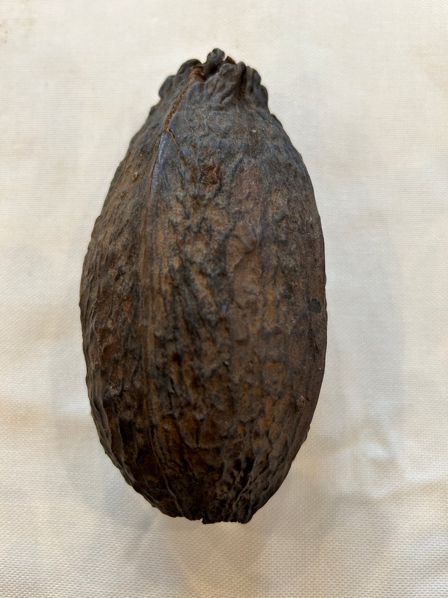 Kakaobohne